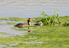 Grebe and Chick