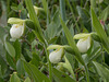 Cypripedium passerinum (Sparrow's-egg Lady's-slipper orchid)