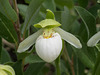 Cypripedium passerinum (Sparrow's-egg Lady's-slipper orchid)