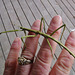 stick insect