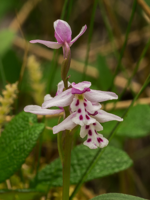 Amerorchis rotundifolia forma lineata (Round-leaf orchid)