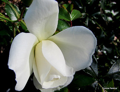 White Rose Opening.