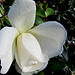 White Rose Opening.