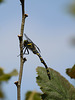 Golden-ringed Dragonfly @ Hastings Country Park NR
