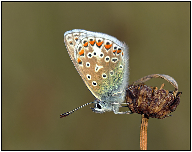 Common Blue Common Blue