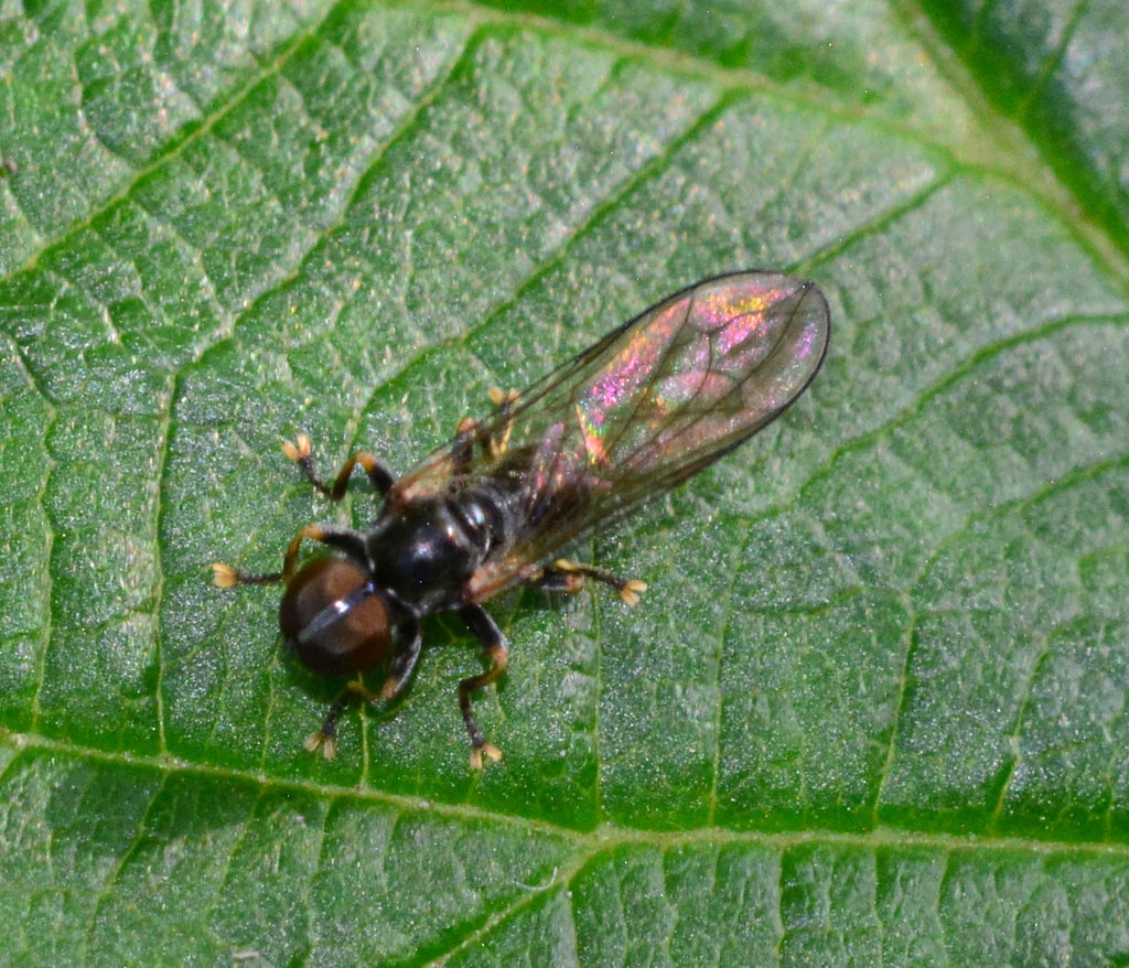 Pipunculid Fly. parasites of various Homoptera