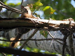 Squirrel Web on a Bright Sunny Day