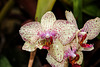 NICE: Parc Phoenix: Une Orchidée (Orchidaceae).