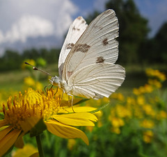 Checkered White  Butterfly (Pontia protodice )