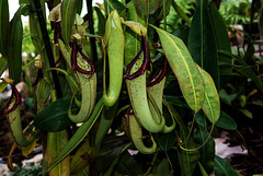 NICE: Parc Phoenix: Nepenthes northiana ( Nepenthaceae ).