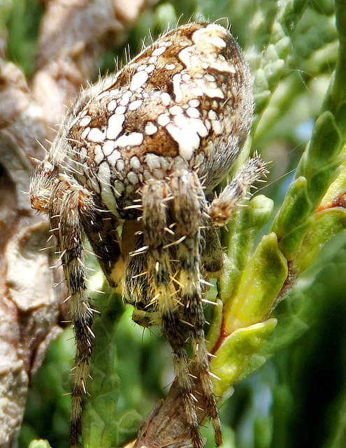 Gartenkreuzspinne (Araneus diadematus) Kopf einziehen und abwarten... . ©UdoSm