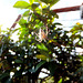 Gartenkreuzspinne (Araneus diadematus) Präzision beim Netzbau ist wichtig... . ©UdoSm