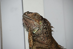 NICE: Parc Phoenix: Un Iguane (Iguana iguana). 02