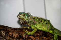 NICE: Parc Phoenix: Un Iguane (Iguana iguana). 03