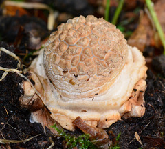 Emerging young Agaric