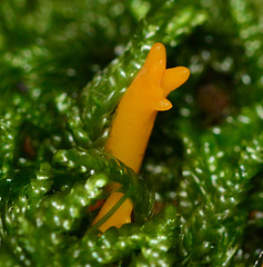 Yellow Stagshorn. Calocera viscosa