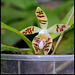Phalaenopsis sumatrana zebrina
