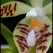 Phalaenopsis sumatrana zebrina