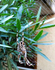 Gartenkreuzspinne (Araneus diadematus) Jetzt hilft nur noch Abwarten und Geduld... . ©UdoSm