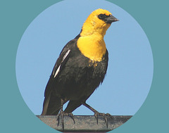 Yellowheaded Blackbird