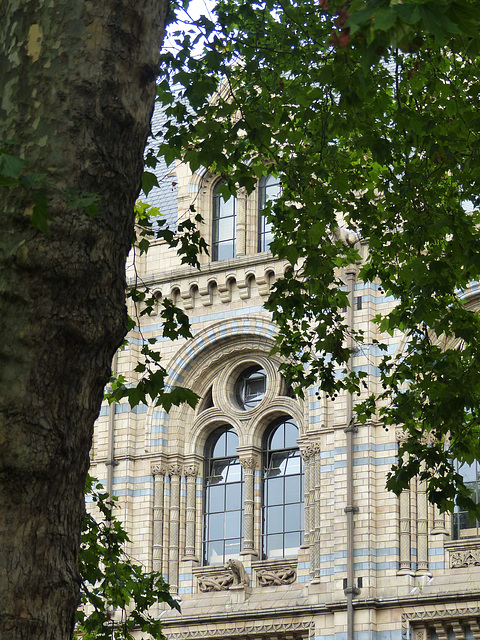 Natural History Museum (3) - 2 August 2014
