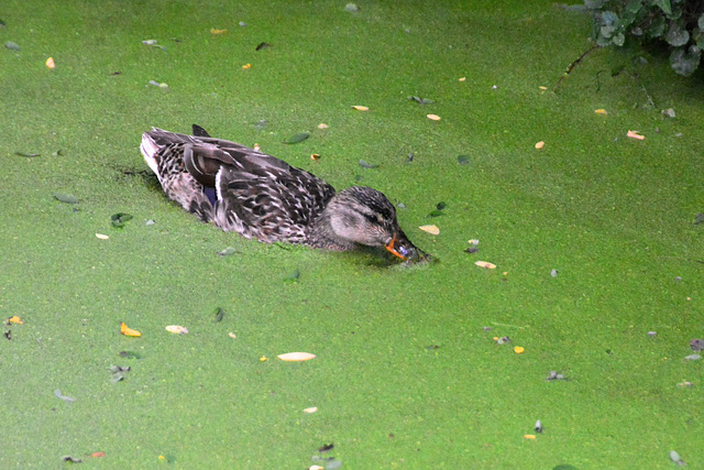 Duck eating Duckweed