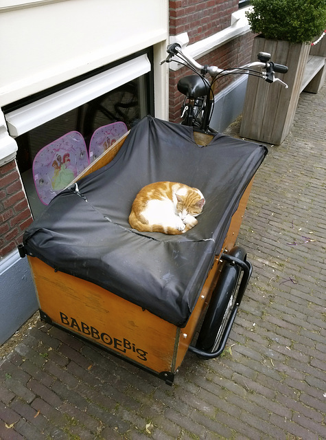 Freight bike carrying a cat