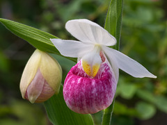 Cypripedium reginae (Showy Lady's-Slipper orchid)