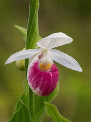 Cypripedium reginae (Showy Lady's-Slipper orchid)
