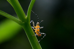 Assassin bug with built-in warning