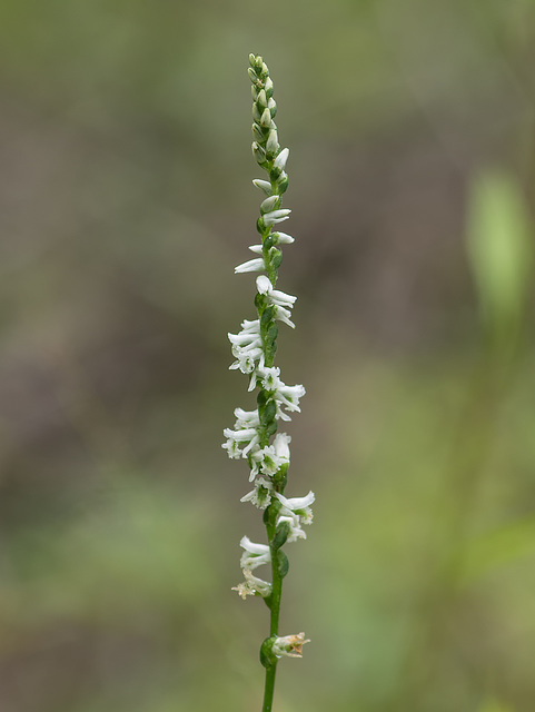 Spiranthes lacera var. gracilis (Southen Slender Ladies'-tresses orchid)