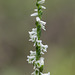 Spiranthes lacera var. gracilis (Southen Slender Ladies'-tresses orchid)