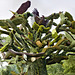 The Bird Tree #1 – Mosaïcultures Internationales de Montréal, Botanical Garden, Montréal, Québec