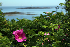 Beach rose, Granite Point