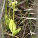 Orchidée rare Liparis loeselii