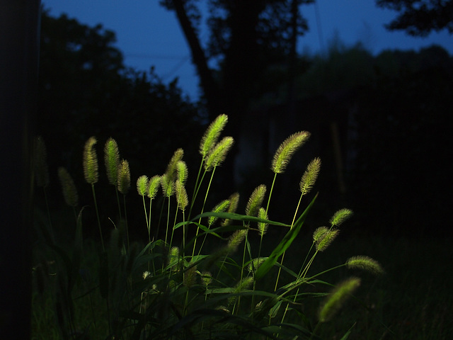 Green foxtails under a lamplight
