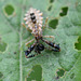 Tiny assassin bug dines on microscopic beetle