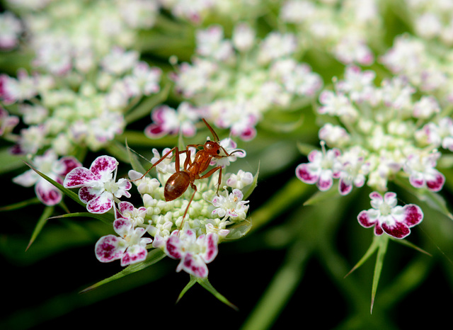 And a pollinator visits the purple-edged Queen Anne's lace