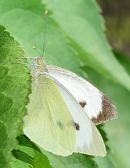Large White, Pieris brassicae. female
