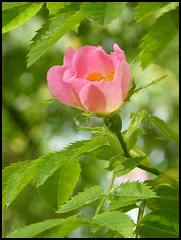 summer rose
