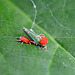 Red velvet mites enjoy a leafhopper