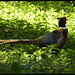 pheasant tail