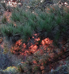 Sunset through my Pines.....