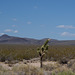 Mojave National Preserve lava (0015)