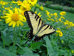 Eastern Tiger Swallowtail (m) (Papilio glaucus)