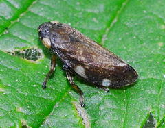 Common Froghopper, Philaenus spumarius