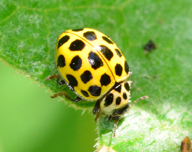 Ladybird, Psyllobora 22-Punctata