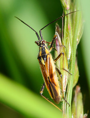 Meadow Plant Bug, Leptopterna dolabrata