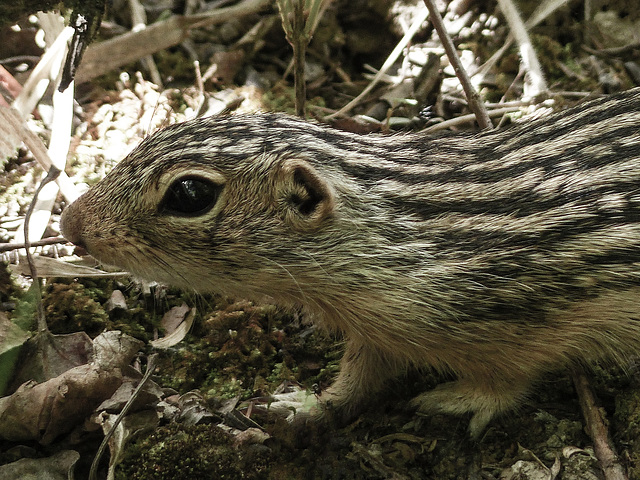 Thirteen-lined Ground Squirrel