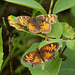 Two small, orange butterflies - Northern Crescents